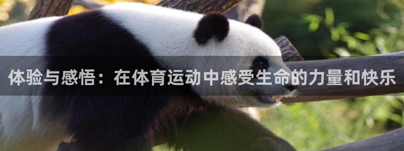 风速体育：体验与感悟：在体育运动中感受生命的力量和快乐